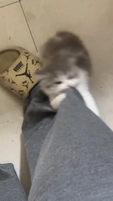 Mèo Anh lông ngắn Trắng xám. Mua bán Mèo tại Quận Hai Bà Trưng Hà Nội được đăng bởi Khánh Linh hình 1