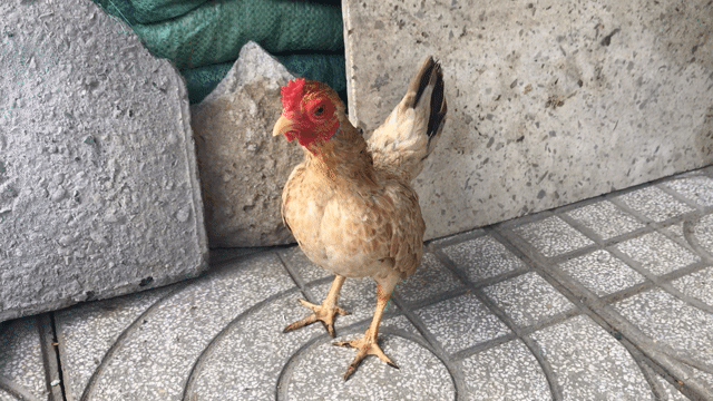 Gà tre bắc. Mua bán Gà tại Quận Ninh Kiều Cần Thơ được đăng bởi ABC hình 1