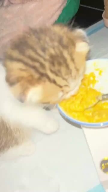 Mèo tai cụp Trắng nâu. Mua bán Mèo tại Quận 12 Tp Hồ Chí Minh được đăng bởi pinka hình 1