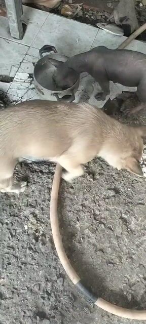 CHÓ 2 THÁNG TUỔI CẦN BÁN. Mua bán Chó tại Thành phố Thủ Đức Tp Hồ Chí Minh được đăng bởi QUAN hình 1