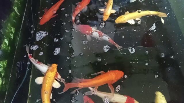 Cá koi chép đẹp tại trong hẻm bmt