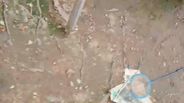 Cá Nemo Muti nền vàng. Mua bán Thú cưng khác tại Huyện Lấp Vò Đồng Tháp được đăng bởi Đăng Khoa hình 1