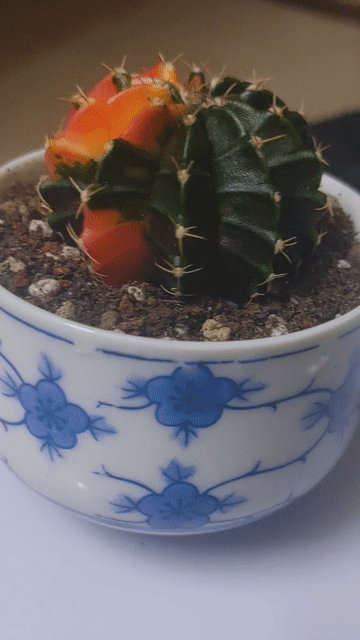 Xương rồng kiểng chậu sứ dễ chăm sóc. Mua bán Cây cảnh, đồ trang trí tại Quận 10 Tp Hồ Chí Minh được đăng bởi Phượng hình 1