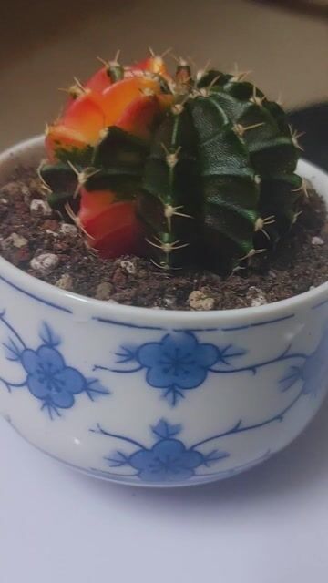 Xương rồng kiểng chậu sứ dễ chăm sóc. Mua bán Cây cảnh, đồ trang trí tại Quận 10 Tp Hồ Chí Minh được đăng bởi Phượng hình 1