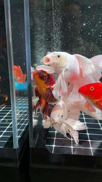 Cá vàng Nham thạch phi tần 3 màu. Mua bán Thú cưng khác tại Quận 12 Tp Hồ Chí Minh được đăng bởi Nguyễn Tuấn Phúc hình 1