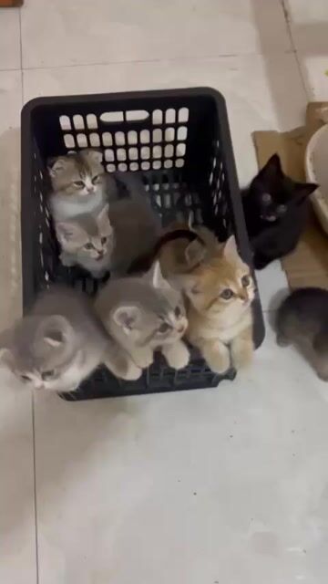 Mèo cảnh nhiều màu khác nhau giá 1 triệu . Mua bán Mèo tại Huyện Quốc Oai Hà Nội được đăng bởi mạnh tú hình 1