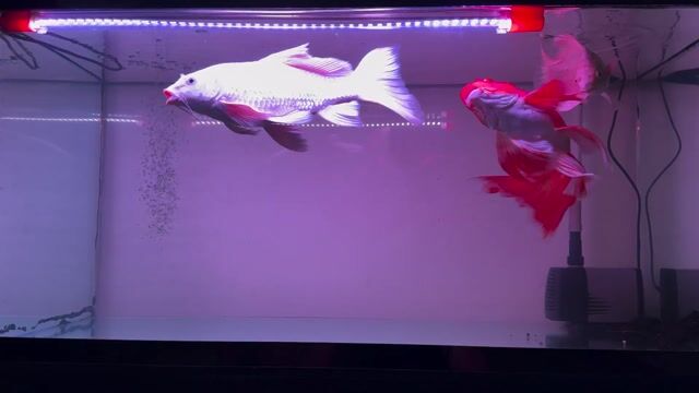 Cá chép phi tần Đỏ. Mua bán Thú cưng khác tại Quận Tân Phú Tp Hồ Chí Minh được đăng bởi Vo Thanh Tai hình 1