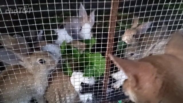 Bán thỏ cảnh, thỏ thịt quanh khu vực Hùng Chây. Mua bán Thú cưng khác tại Huyện Diễn Châu Nghệ An được đăng bởi Nguyễn Hồng Vũ hình 1