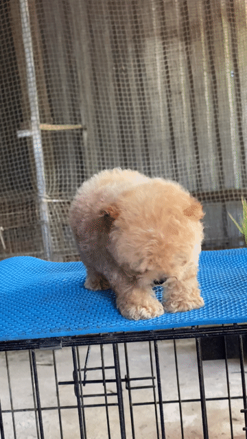Chó Poodle Mini Nâu vàng. Mua bán Chó tại Huyện Mỏ Cày Bắc Bến Tre được đăng bởi SAm Pet house hình 1