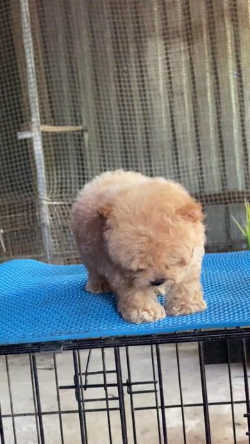 Chó Poodle Mini Nâu vàng. Mua bán Chó tại Huyện Mỏ Cày Bắc Bến Tre được đăng bởi SAm Pet house hình 1