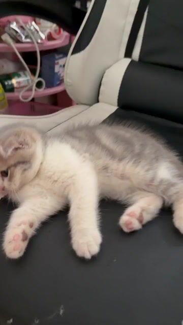 Sale cho em cái cuối đàn nè. Mua bán Mèo tại Quận 11 Tp Hồ Chí Minh được đăng bởi Ngọc Ngọc Meow hình 1