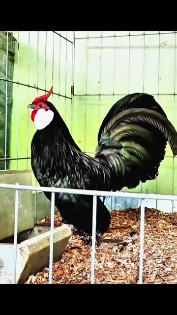 Gà ngoại nhập Class A Đen. Mua bán Gà tại Quận Ba Đình Hà Nội được đăng bởi Trần Lĩnh Huế hình 1