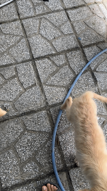 Chó Golden Retriever cái 7 tháng. Mua bán Chó tại Thị xã Tân Uyên Bình Dương được đăng bởi Tuyet Anh hình 1