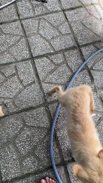 Chó Golden Retriever cái 7 tháng. Mua bán Chó tại Thị xã Tân Uyên Bình Dương được đăng bởi Tuyet Anh hình 1