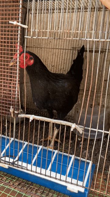 Gà mái Tre tơ Jab Butcher Đen 8 lạng. Mua bán Gà tại Thành phố Thủ Đức Tp Hồ Chí Minh được đăng bởi Mua Ban Lens may anh gia re Thu Duc hình 1