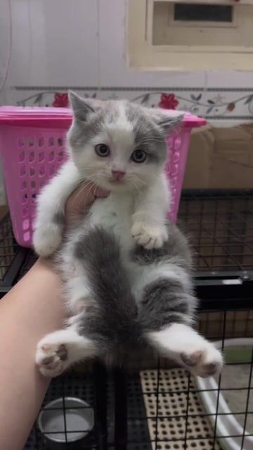 Bicolor chân ngắn. Mua bán Mèo tại Quận Bình Tân Tp Hồ Chí Minh được đăng bởi Huỳnh Như hình 1