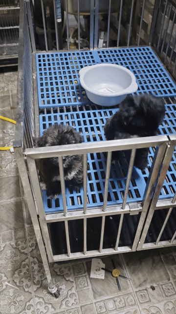 Chó Poodle lai Nhật Đực Cái 2 tháng. Mua bán Chó tại Thành phố Biên Hòa Đồng Nai được đăng bởi Nguyễn Hoàng hình 1