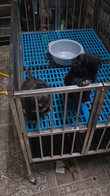 Chó Poodle lai Nhật Đực Cái 2 tháng. Mua bán Chó tại Thành phố Biên Hòa Đồng Nai được đăng bởi Nguyễn Hoàng hình 1
