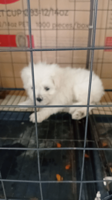 Chó Poodle Tiny trắng  cái 2 tháng. Mua bán Chó tại Thành phố Thuận An Bình Dương được đăng bởi Hiếu hình 1