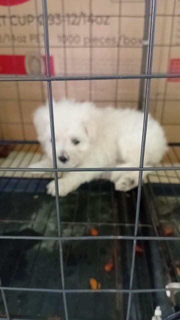 Chó Poodle Tiny trắng  cái 2 tháng. Mua bán Chó tại Thành phố Thuận An Bình Dương được đăng bởi Hiếu hình 1