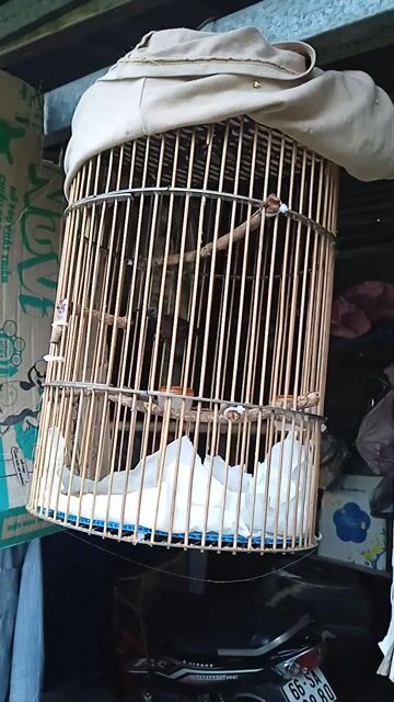 Chim trống bỏi trống đã ăn 10 ngày. Mua bán Chim tại Thành phố Sa Đéc Đồng Tháp được đăng bởi Tien hình 1