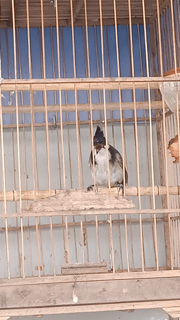 Chim chào mào đực má đỏ má lỡ. Mua bán Chim tại Huyện Hoài Đức Hà Nội được đăng bởi Ngọc Hải hình 1