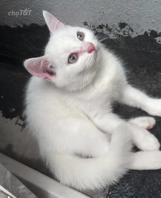 Mèo anh cái màu Trắng. Mua bán Mèo tại Thành phố Hải Dương Hải Dương được đăng bởi Trường Lê Vũ hình 1
