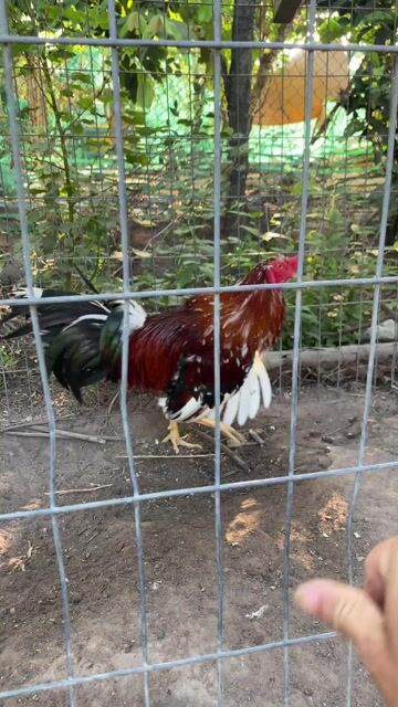 có ít gà tơ. Mua bán Gà tại Thị xã Bến Cát Bình Dương được đăng bởi Hn Giang hình 1