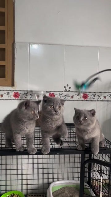 Mèo Anh lông ngắn Xám. Mua bán Mèo tại Quận Bình Tân Tp Hồ Chí Minh được đăng bởi Huỳnh Như hình 1