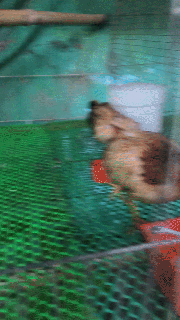 Gà trống Bông mái vàng. Mua bán Gà tại Huyện Phụng Hiệp Hậu Giang được đăng bởi Trung hình 1