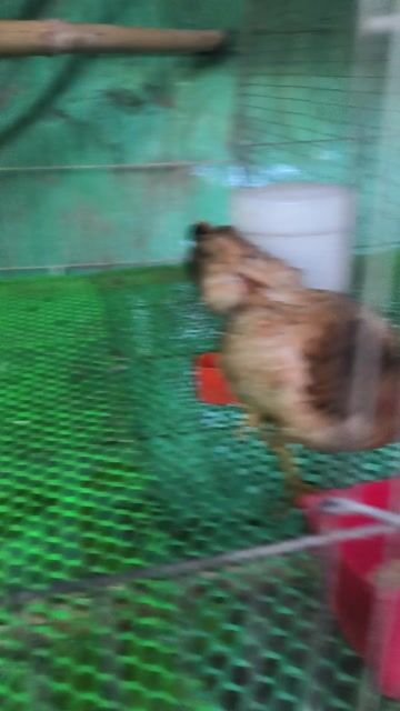 Gà trống Bông mái vàng. Mua bán Gà tại Huyện Phụng Hiệp Hậu Giang được đăng bởi Trung hình 1