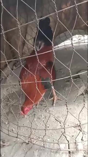 1kg5 thua ói xỉu. Mua bán Gà tại Quận Bình Thuỷ Cần Thơ được đăng bởi truog hình 1