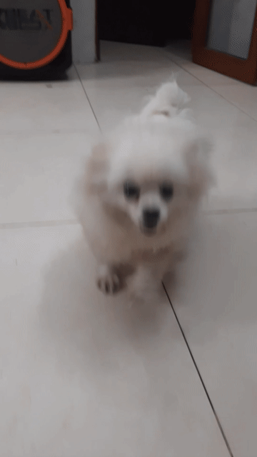 Chó Phốc Sóc trưởng thành Đực và Cái. Mua bán Chó tại Quận Hai Bà Trưng Hà Nội được đăng bởi Phòng trọ Mai Động HN hình 1