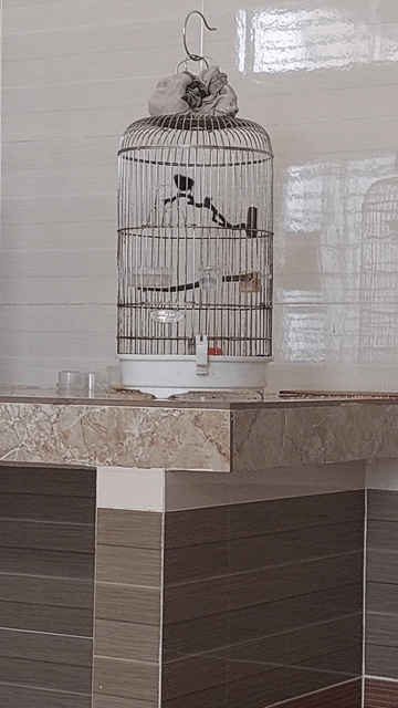 Chim Hút mật 7 màu chuyền 2 mùa. Mua bán Chim tại Quận Ninh Kiều Cần Thơ được đăng bởi Hien Phan hình 1