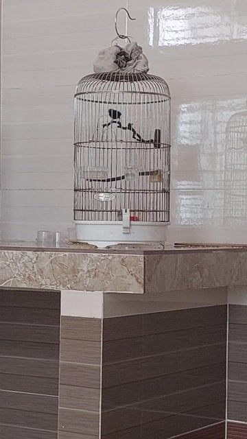 Chim Hút mật 7 màu chuyền 2 mùa. Mua bán Chim tại Quận Ninh Kiều Cần Thơ được đăng bởi Hien Phan hình 1