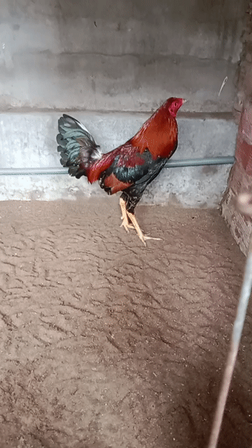 Gà chọi Mỹ đực 1.5kg đỏ đen xanh. Mua bán Gà tại Huyện Long Hồ Vĩnh Long được đăng bởi Nguyen Trong Hieu hình 1
