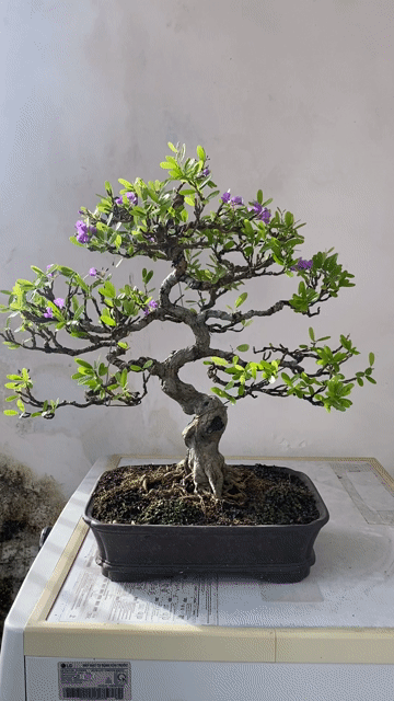 CÂY CẢNH LINH SAM TÍM. Mua bán Cây cảnh, đồ trang trí tại Quận Thanh Khê Đà Nẵng được đăng bởi TRUNG NGHĨA hình 1
