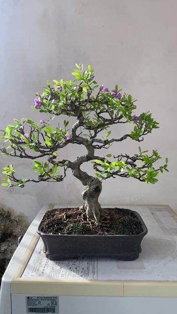 CÂY CẢNH LINH SAM TÍM. Mua bán Cây cảnh, đồ trang trí tại Quận Thanh Khê Đà Nẵng được đăng bởi TRUNG NGHĨA hình 1