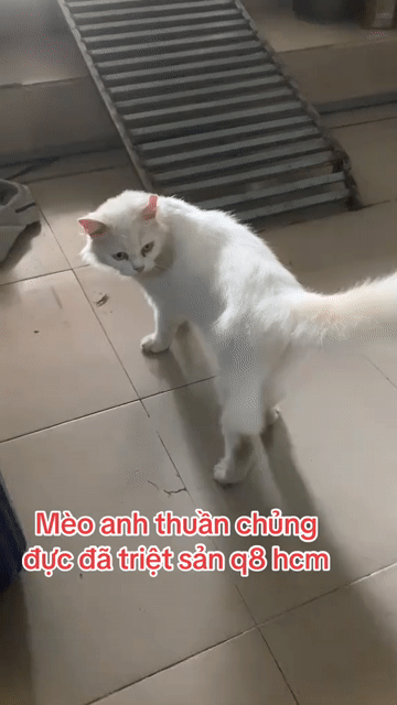 Mèo Anh thuần chủng 💚❤️💛 đủ màu , đủ giá. Mua bán Mèo tại Quận 8 Tp Hồ Chí Minh được đăng bởi Cửa Hàng Thanh Lý Đồ Cũ Mới hình 1