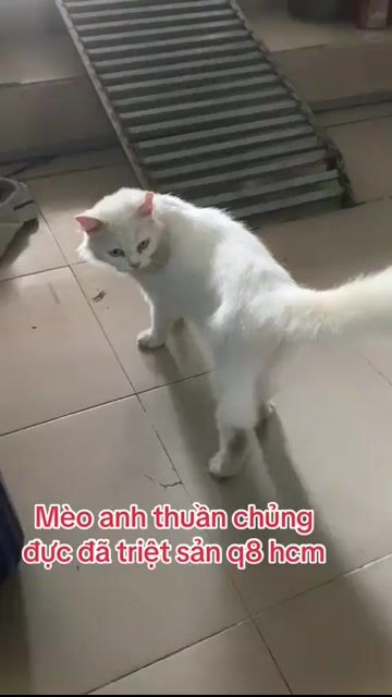 Mèo Anh thuần chủng 💚❤️💛 đủ màu , đủ giá. Mua bán Mèo tại Quận 8 Tp Hồ Chí Minh được đăng bởi Cửa Hàng Thanh Lý Đồ Cũ Mới hình 1