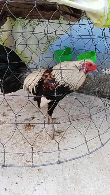 Gà tre Chuối 1.2kg. Mua bán Gà tại Thành phố Biên Hòa Đồng Nai được đăng bởi akai hình 1