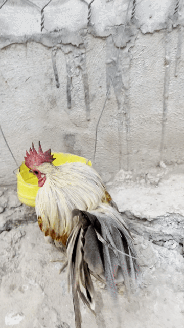 Gà Sherama nhiều màu siêu lùn. Mua bán Gà tại Quận Thốt Nốt Cần Thơ được đăng bởi Phan Van Khai hình 1