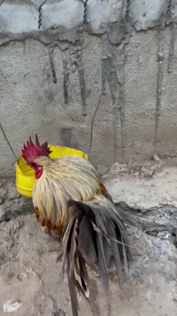 Gà Sherama nhiều màu siêu lùn. Mua bán Gà tại Quận Thốt Nốt Cần Thơ được đăng bởi Phan Van Khai hình 1