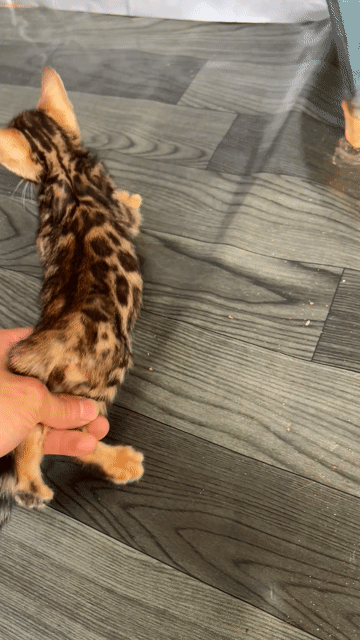 Mèo Bengal đực Sáng đỏ đã tiêm chủng. Mua bán Mèo tại Huyện Đông Anh Hà Nội được đăng bởi Nguyễn thiên thời hình 1