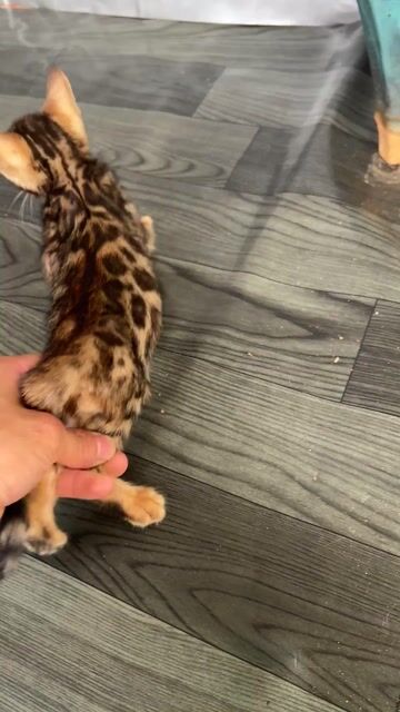 Mèo Bengal đực Sáng đỏ đã tiêm chủng. Mua bán Mèo tại Huyện Đông Anh Hà Nội được đăng bởi Nguyễn thiên thời hình 1