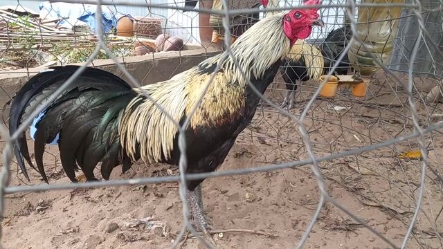 Gà chuối đen 2,9 kg. Mua bán Gà tại Huyện An Phú An Giang được đăng bởi bảo đồ si  hình 1