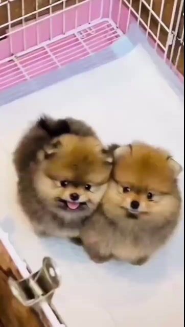 Chó Phốc Sóc nhiều màu 70 ngày. Mua bán Chó tại Quận Bình Tân Tp Hồ Chí Minh được đăng bởi Chó mèo cảnh miền nam hình 1