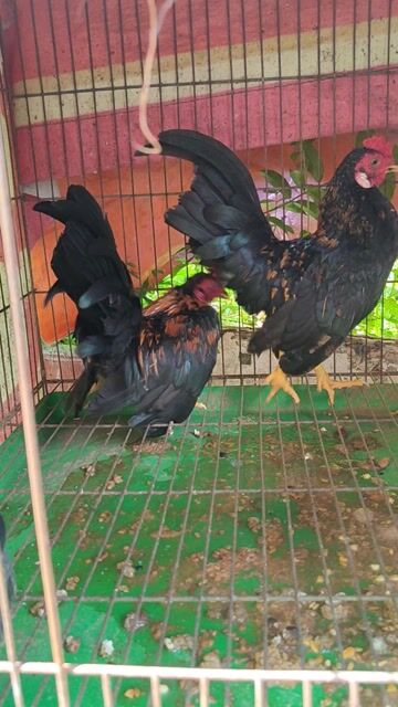 tre bắc tít . Mua bán Gà tại Quận 6 Tp Hồ Chí Minh được đăng bởi Truong Nguyen hình 1