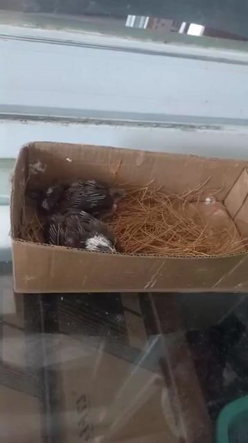 Chim chào mào non 8 ngày. Mua bán Chim tại Quận Cẩm Lệ Đà Nẵng được đăng bởi Thiên Ân hình 1