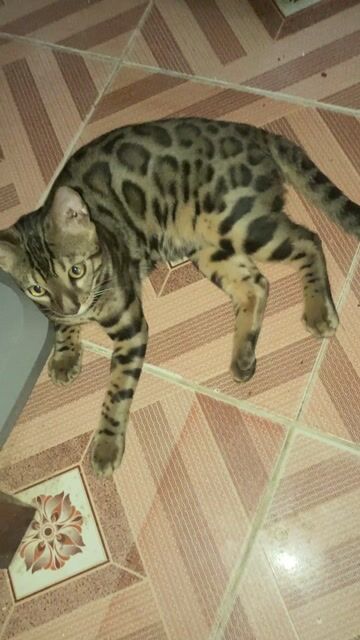 Mèo Bengal đực thuần chủng 5 tháng tuổi. Mua bán Mèo tại Quận Nam Từ Liêm Hà Nội được đăng bởi Dicky Tran hình 1